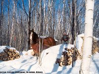 lucien lavoie cheval3